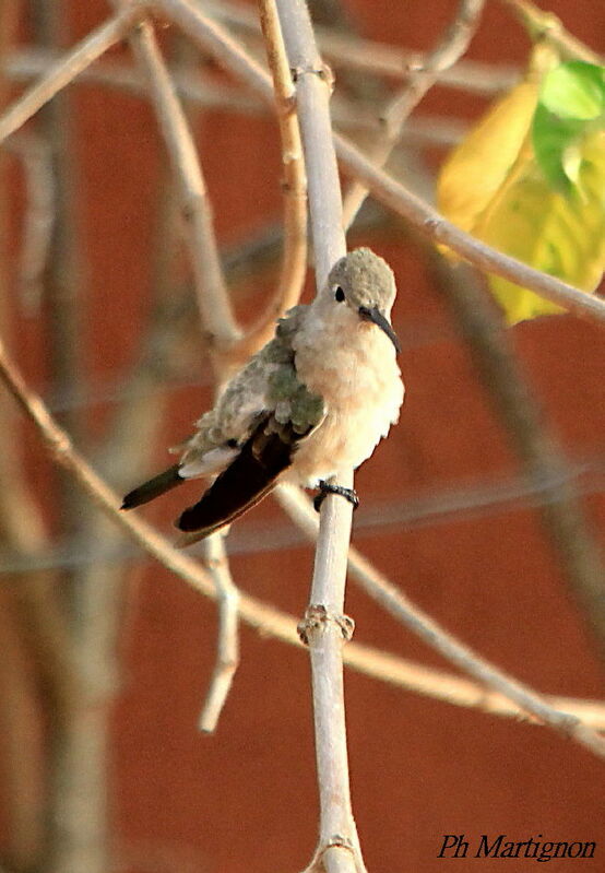 Campyloptère roux, identification