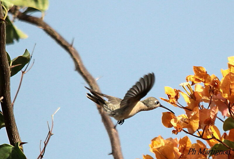 Rufous Sabrewing, identification, Flight, eats