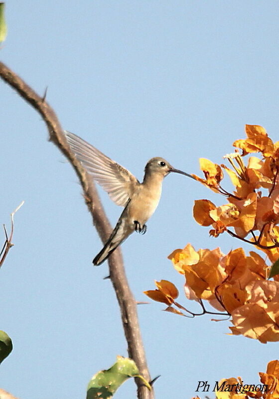 Campyloptère roux, identification, Vol, mange