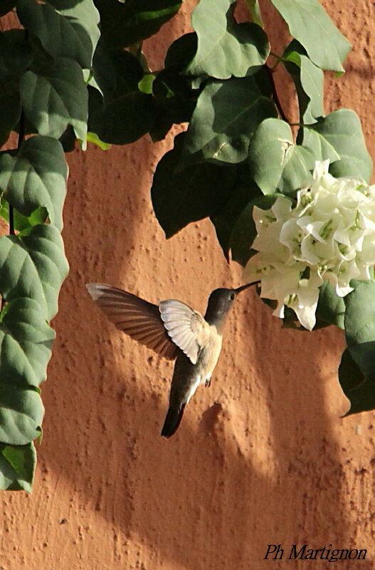 Rufous Sabrewing, identification, Flight, feeding habits, eats