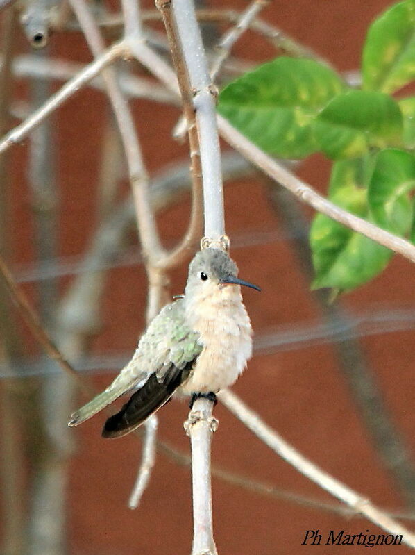 Rufous Sabrewing, identification