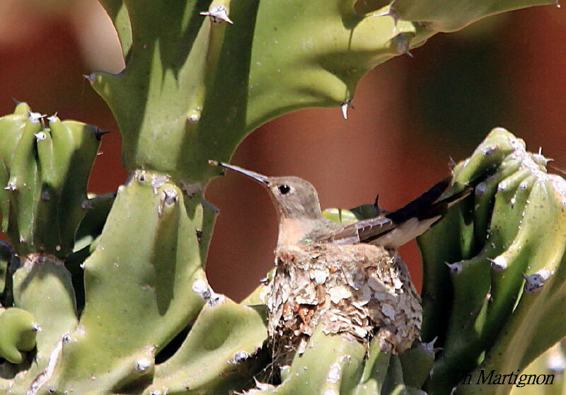 Rufous Sabrewing, identification