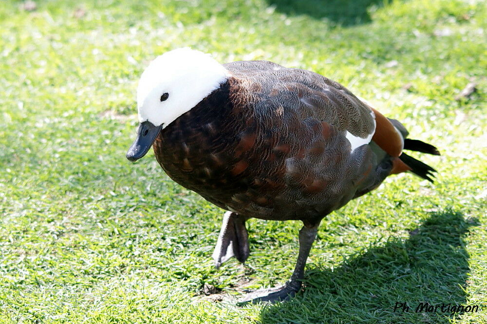 Canard à ailes blanches