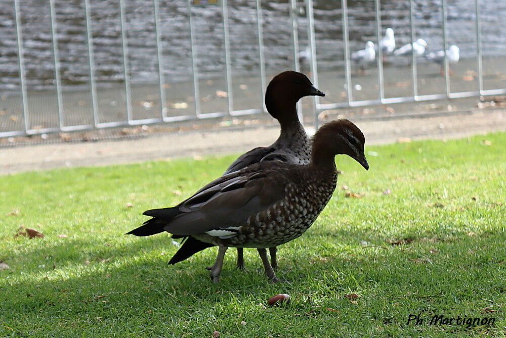 Canard à bec jaune, identification
