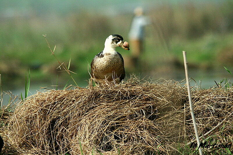 Knob-billed Duck, identification