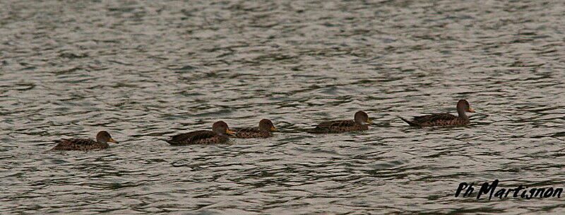 Yellow-billed Pintail