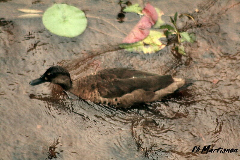 Brazilian Teal female adult