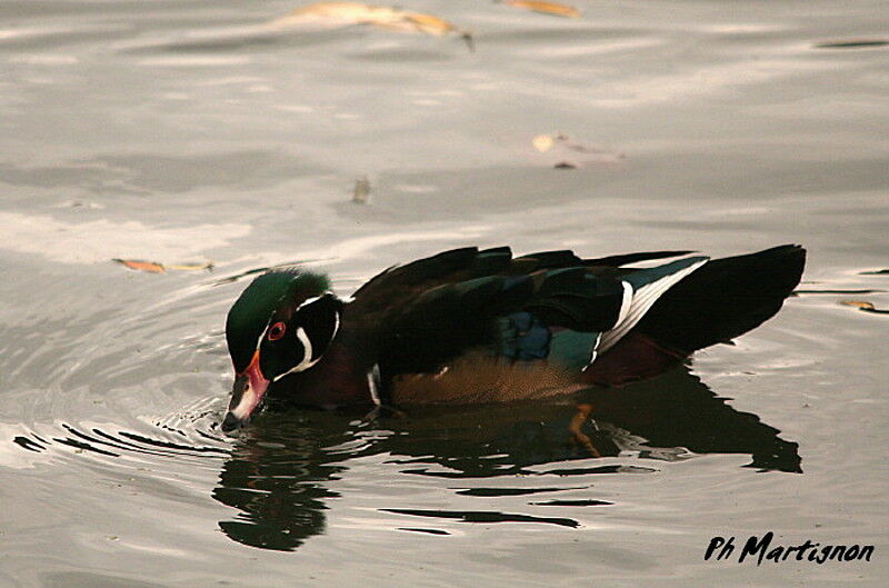 Wood Duck male, identification