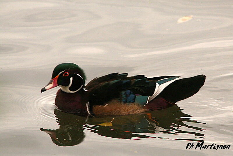 Wood Duck male, identification