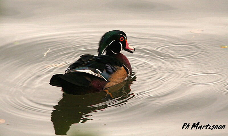 Wood Duck male, identification