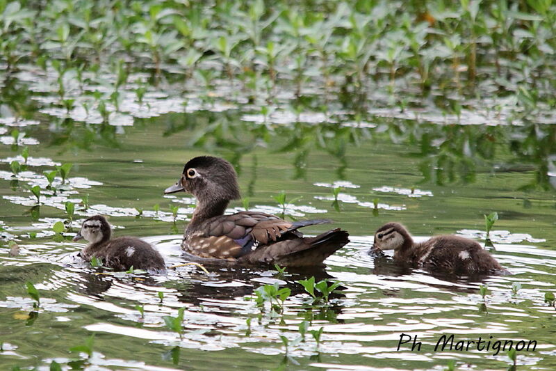 Wood Duck, identification, swimming