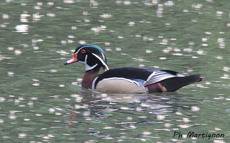 Wood Duck, identification