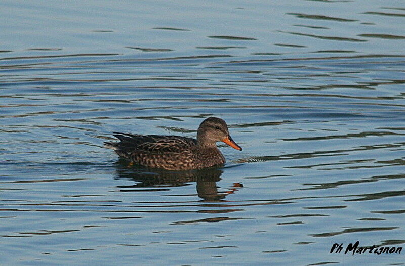 Gadwall, identification