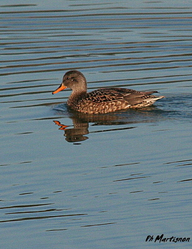 Gadwall, identification