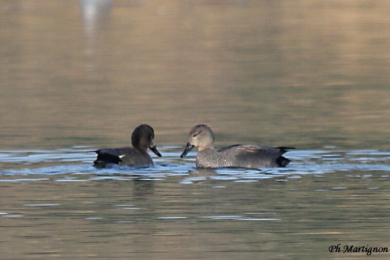 Canard chipeau