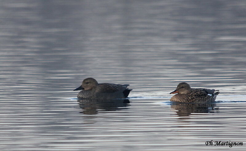 Canard chipeau