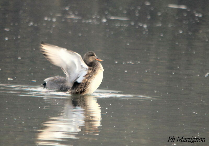 Canard chipeau femelle, identification