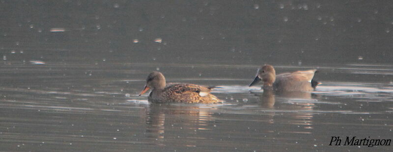 Canard chipeauadulte, composition