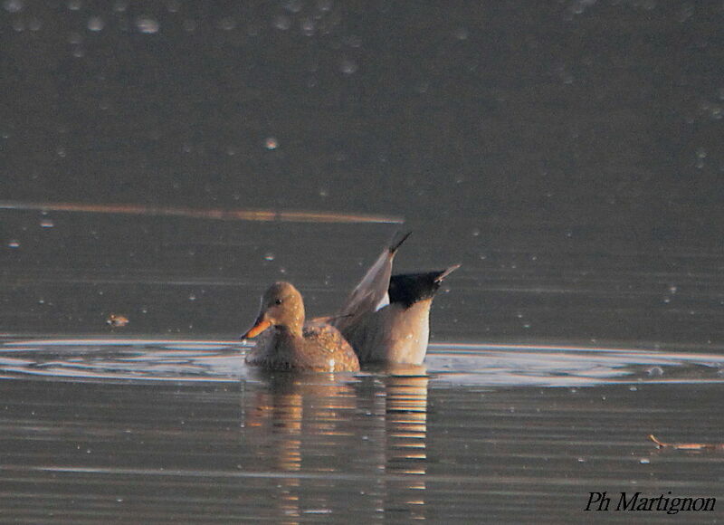 Canard chipeauadulte, pêche/chasse, mange