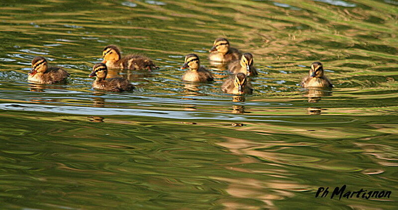 Mallardjuvenile, identification