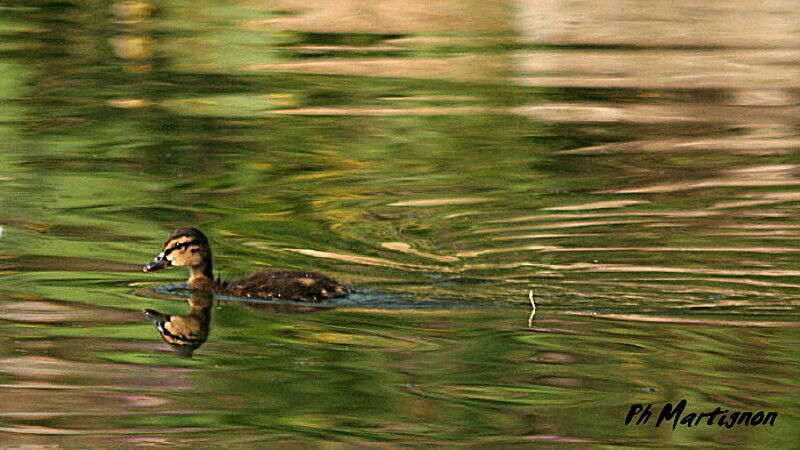 Mallardjuvenile, identification