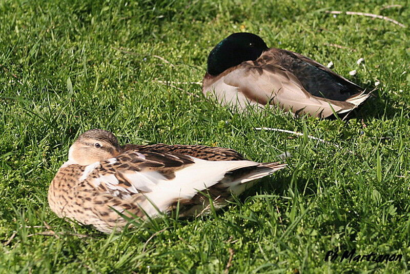 Canard colvert 