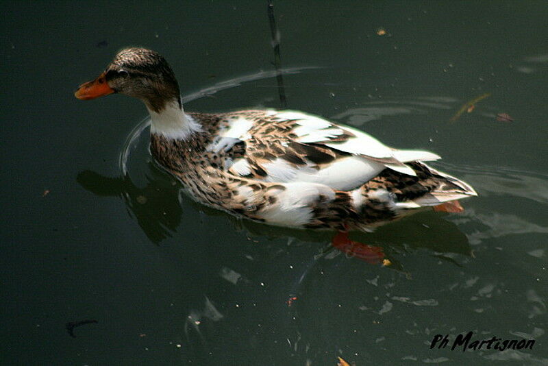 Mallard female