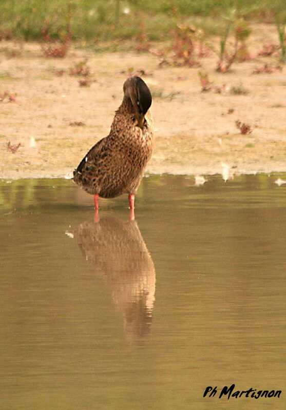 Canard colvert