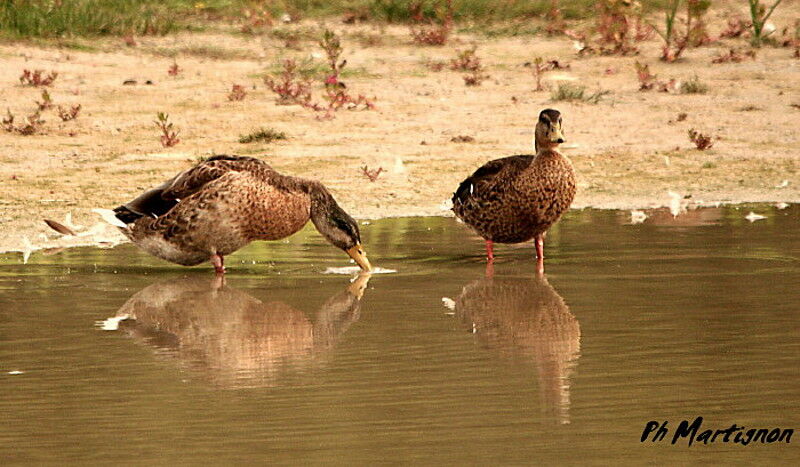 Mallard