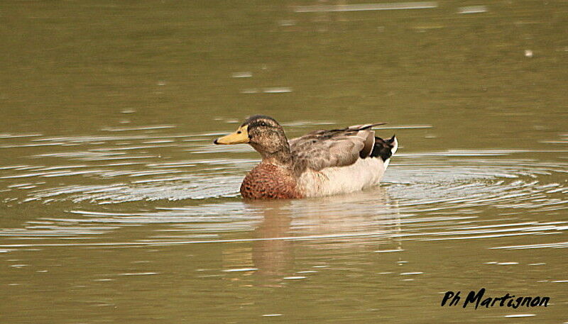 Mallard male