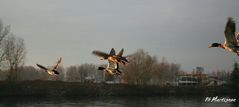 Canard colvert mâle, Vol