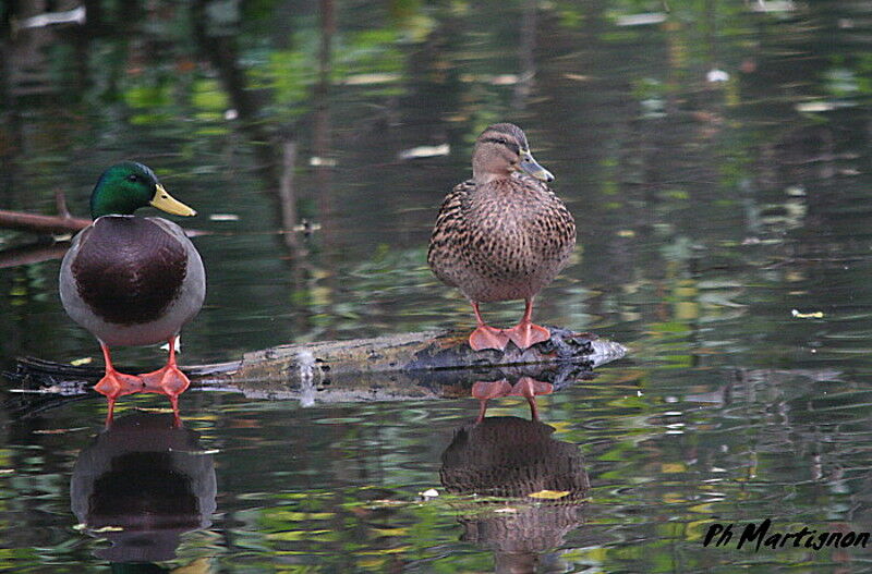 Mallardadult