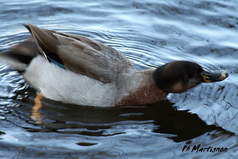 Mallard