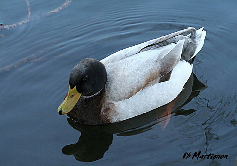 Canard colvert