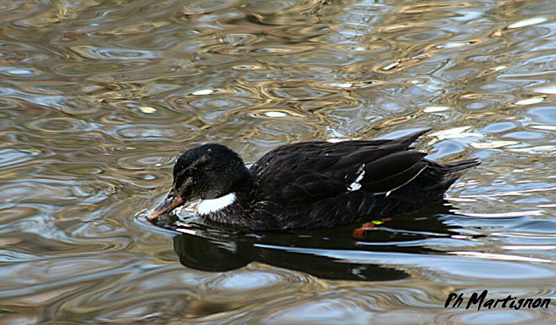 Canard colvert