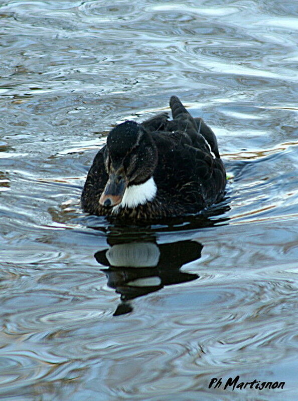 Mallard