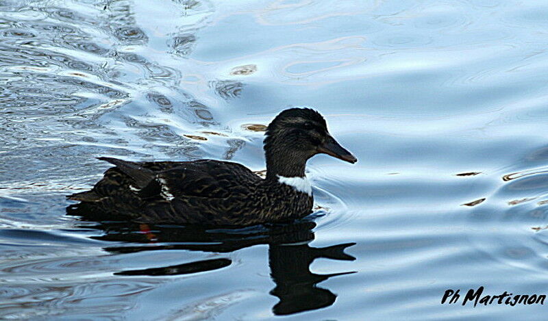 Mallard