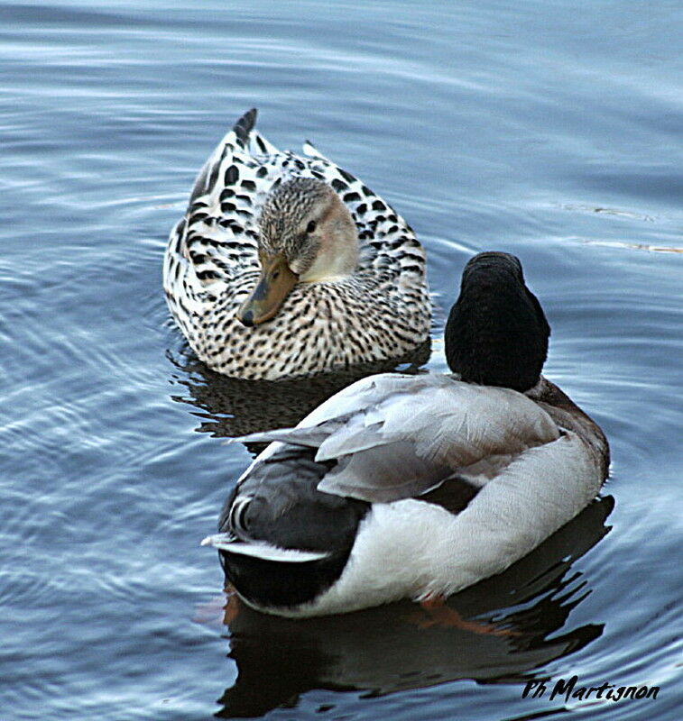 Mallard