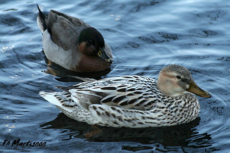 Mallard female