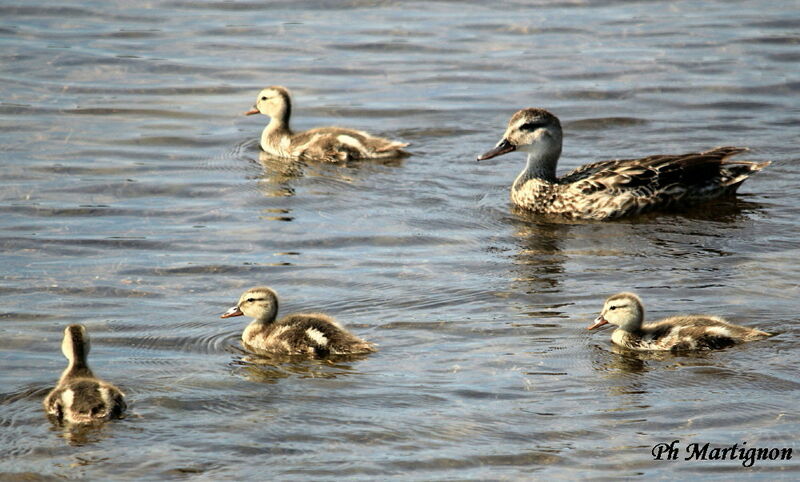 Mallard