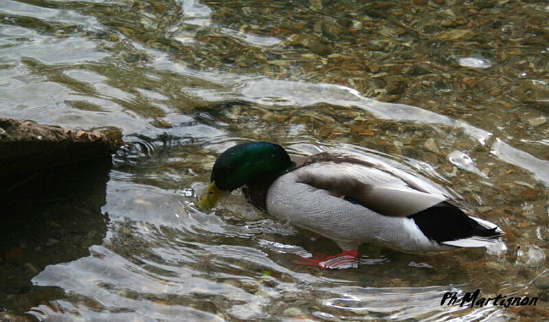 Canard colvert mâle, identification