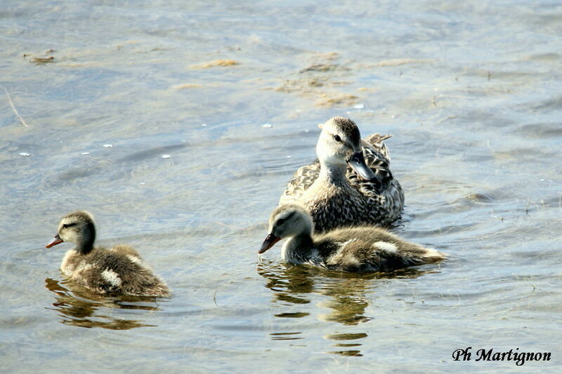 Canard colvert