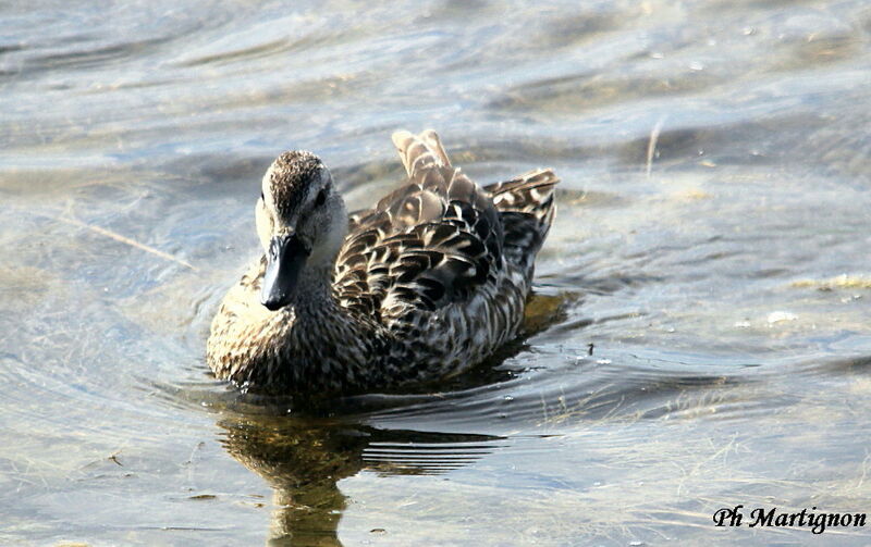 Canard colvert