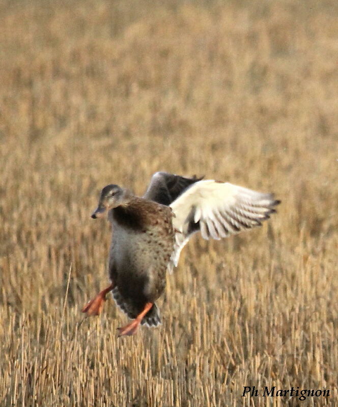 Canard colvert