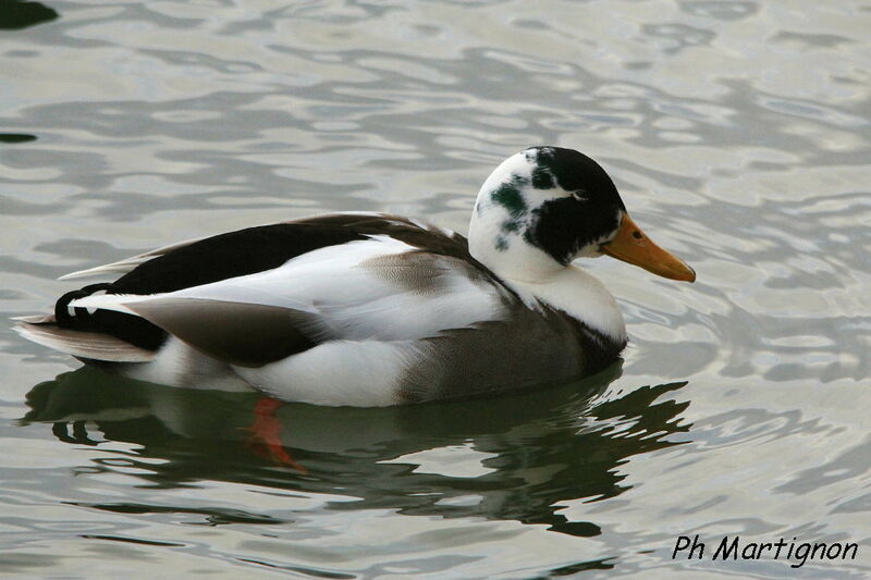 Canard colvert, identification