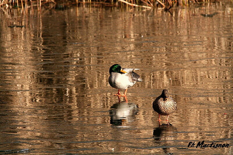 Mallard, identification