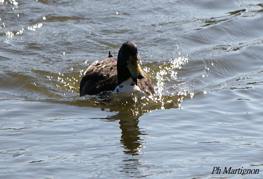 Canard colvert
