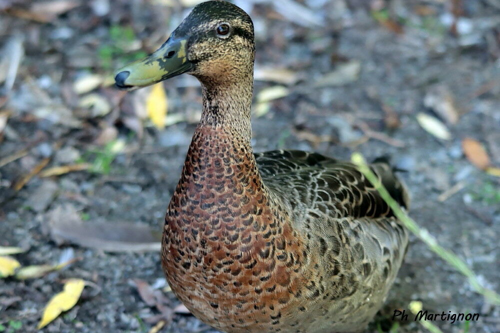 Canard colvert, identification