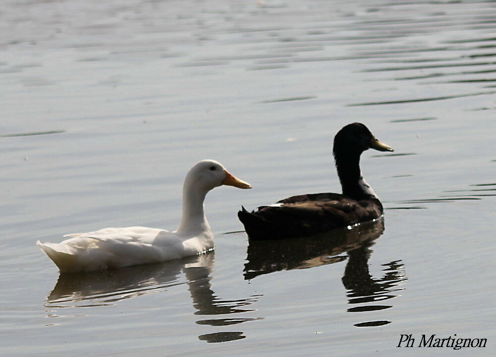 Canard colvert
