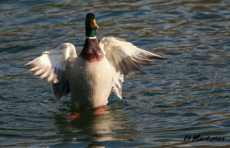 Canard colvert, Comportement